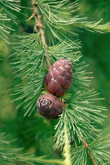 Young cones of a pine