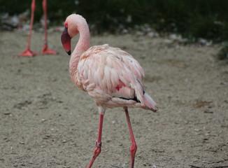 The lesser flamingo (Phoeniconaias minor) 
