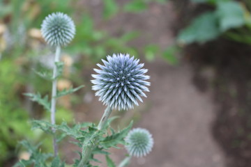 Head of a blue field flower - Echinops - growing on a sunny day