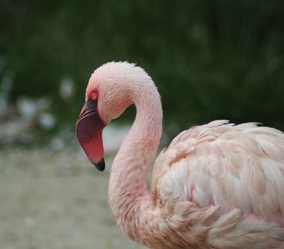 The lesser flamingo (Phoeniconaias minor) 