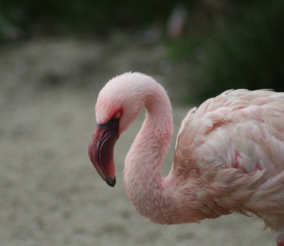 The lesser flamingo (Phoeniconaias minor) 