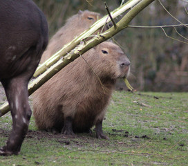 Capybara (Hydrochoerus hydrochaeris)