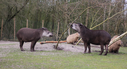 The South American tapir (Tapirus terrestris)