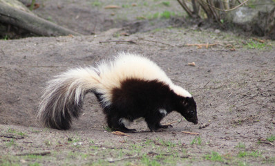 The striped skunk (Mephitis mephitis)