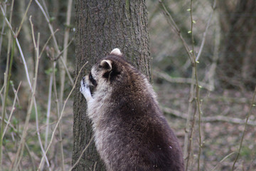 raccoon (Procyon lotor)