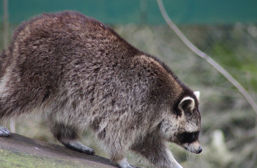 raccoon (Procyon lotor)