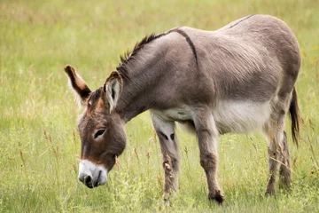Foto op Plexiglas donkey grazing © Tammi Mild