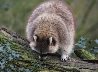 raccoon (Procyon lotor)
