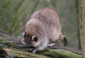 raccoon (Procyon lotor)