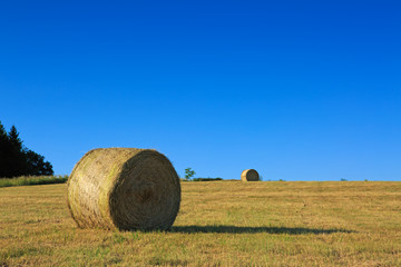 Hay bales in the suni day.