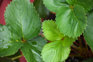 Leaves of Strawberry Plant