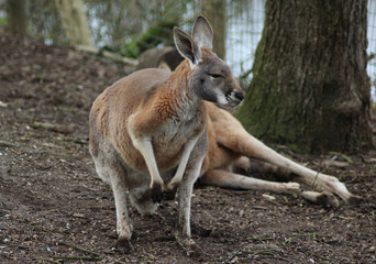 Naklejka na ściany i meble Red kangaroo (Macropus rufus)