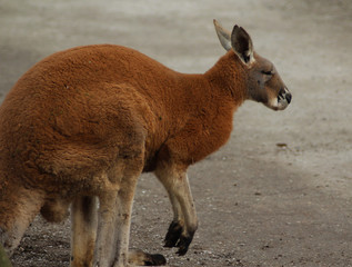 Red kangaroo (Macropus rufus)