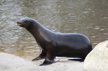 Obraz premium California sea lion