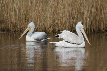 Dalmatian pelican