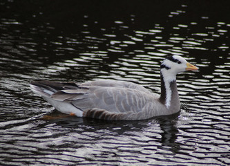 The bar-headed goose (Anser indicus)