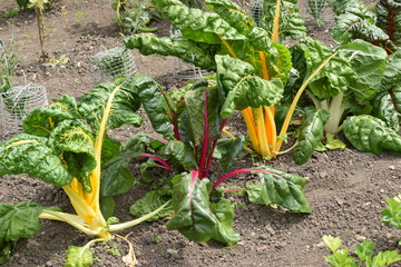Coloured veg