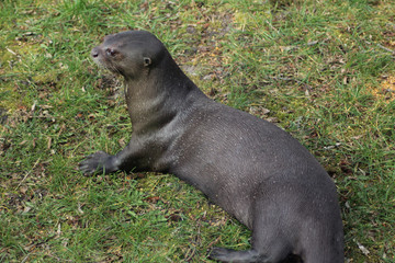 giant otter (Pteronura brasiliensis)