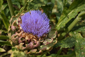 Purple flower