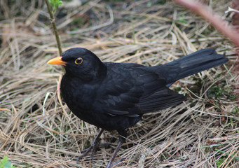 blackbird (Turdus merula)