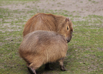 Capybara (Hydrochoerus hydrochaeris)	