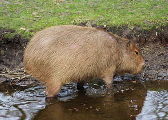 Capybara (Hydrochoerus hydrochaeris)	