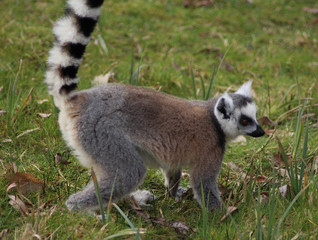 Naklejka na ściany i meble The ring-tailed lemur (Lemur catta)