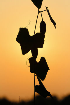 lvy gourd after sunset