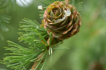 Pine cone close up