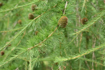 Pine cone