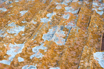 Moss and fern on the old roof of the house
