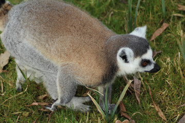 The ring-tailed lemur (Lemur catta)