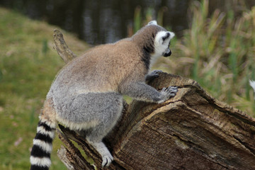 The ring-tailed lemur (Lemur catta)