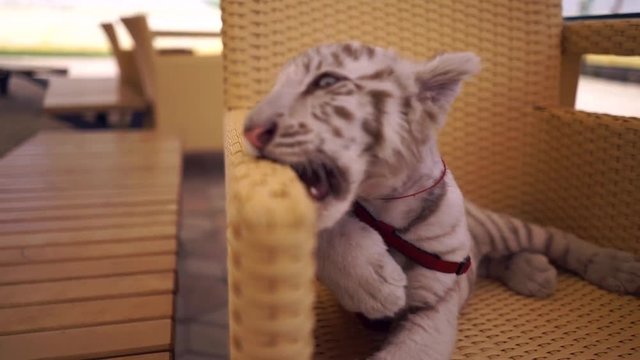 Playing tiger Bengal white tiger