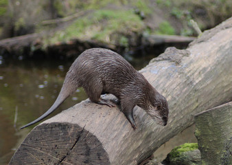Asian Small clawed otter