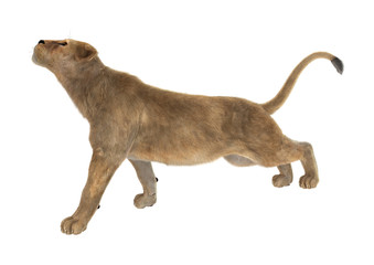 3D Rendering Female Lion on White