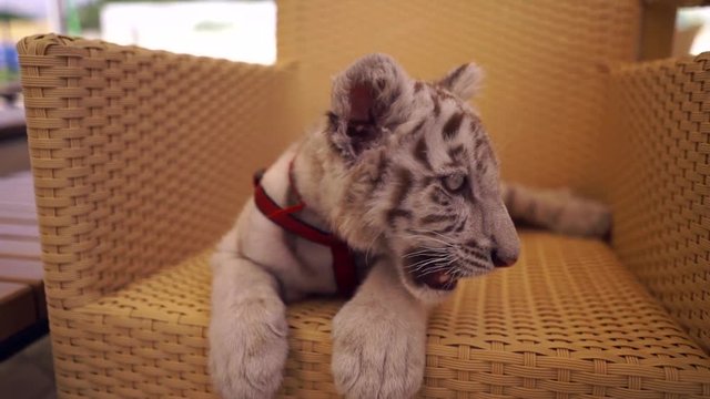 Playing tiger Bengal white tiger