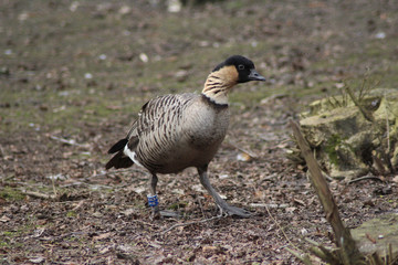 The Hawaiian duck (Anas wyvilliana)