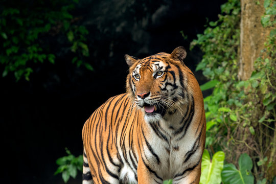 Indochinese Tiger standing in front of waterfall; Panthera tigris corbetti coat is yellow to light orange with stripes ranging from dark brown to black