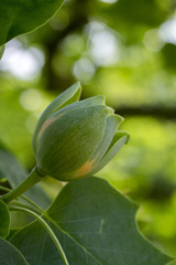 Liriodendron tulipifera beautiful ornamental tree in bloom