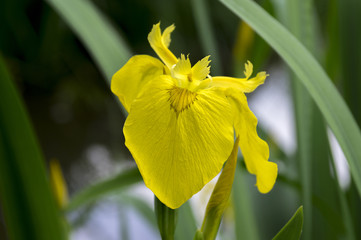 Iris pseudacorus in bloom, wild flowers