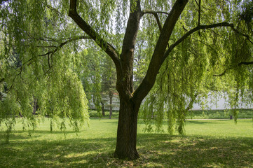 Fototapeta na wymiar Public park in summer time, in the shadow of willow tree