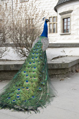 Obraz premium Pavo cristatus in front of historic renaissance castle
