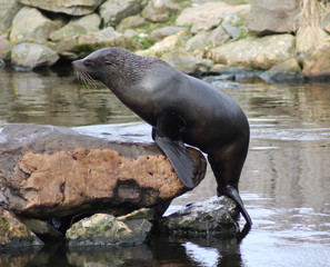 Fototapeta premium The South American fur seal (Arctocephalus australis)