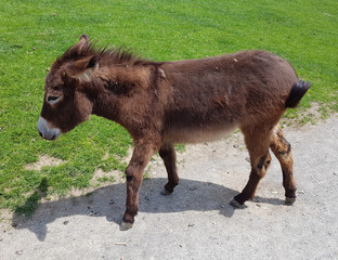 Fototapeta premium Esel, Eselrasse, Haus-Esel, Equus, asinus