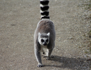 The ring-tailed lemur (Lemur catta)