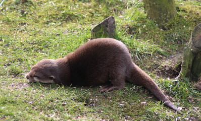 Asian Small clawed otter