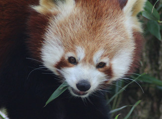 The red panda (Ailurus fulgens)