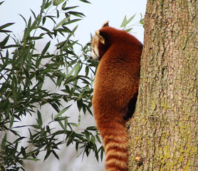 Obraz premium The red panda (Ailurus fulgens)