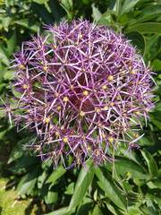 Sternkugel-Lauch, Allium cristophii